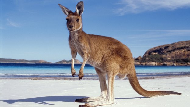 http://s1.1zoom.net/big3/86/Kangaroo_Australia_Sea_438897.jpg